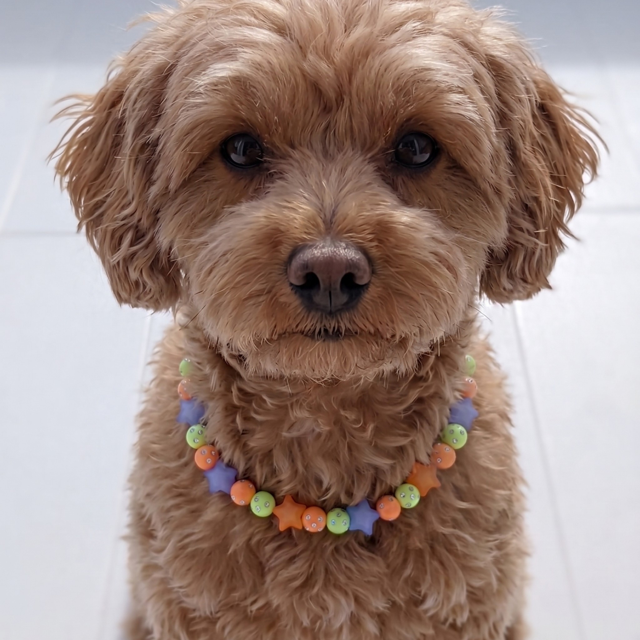 Collana Fashion per Cani in Materiale Tecnico